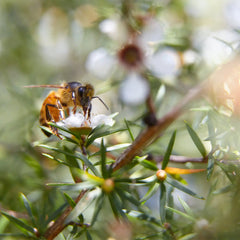 Manuka Honey